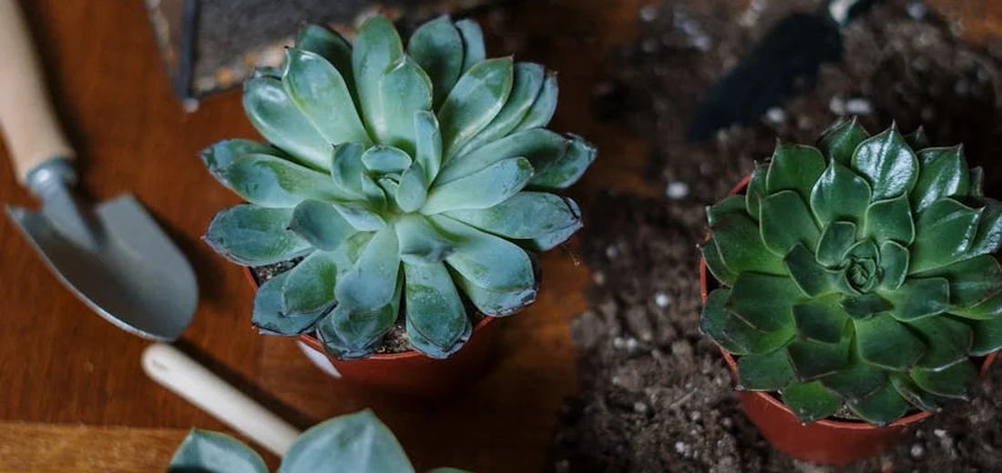 Two vibrant rosette succulents in pots on a wooden surface with gardening tools nearby.