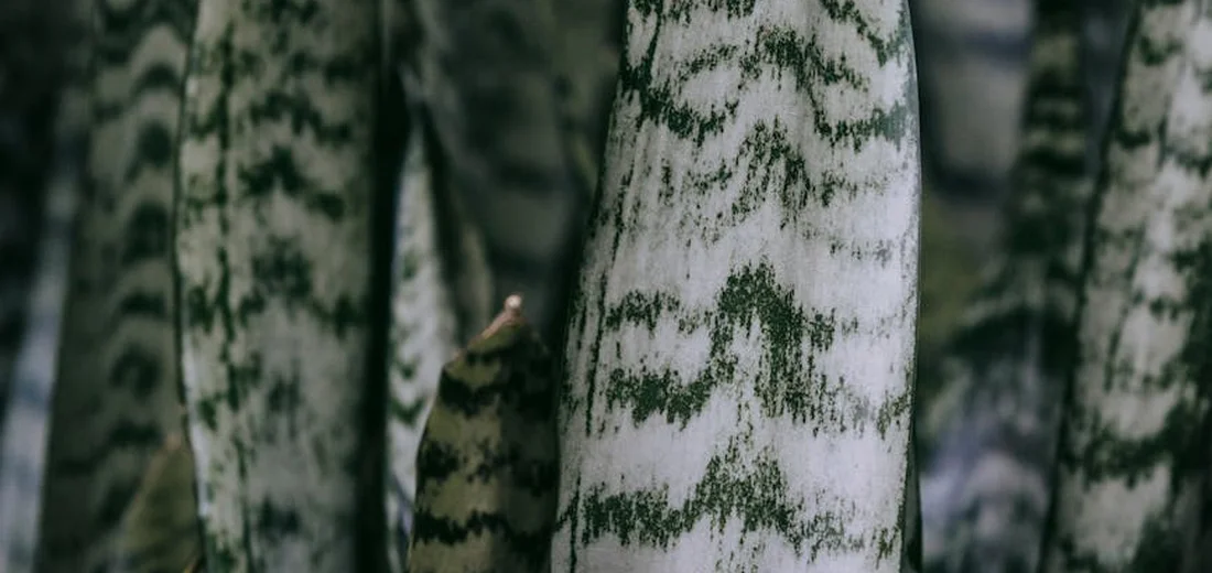 Close-up of striped Sansevieria stems with green and cream variegation.