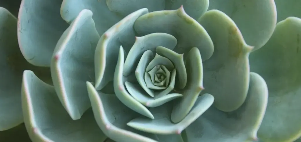 Rarest Succulents and Where to Find Them