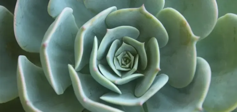 Close-up of a blue-green echeveria rosette succulent with tightly spiraled leaves.