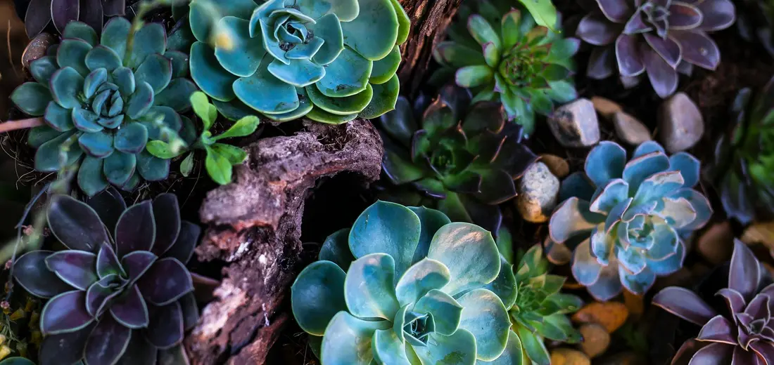 A colorful cluster of rosette succulents in blues, greens, and purples growing among rocks and wood