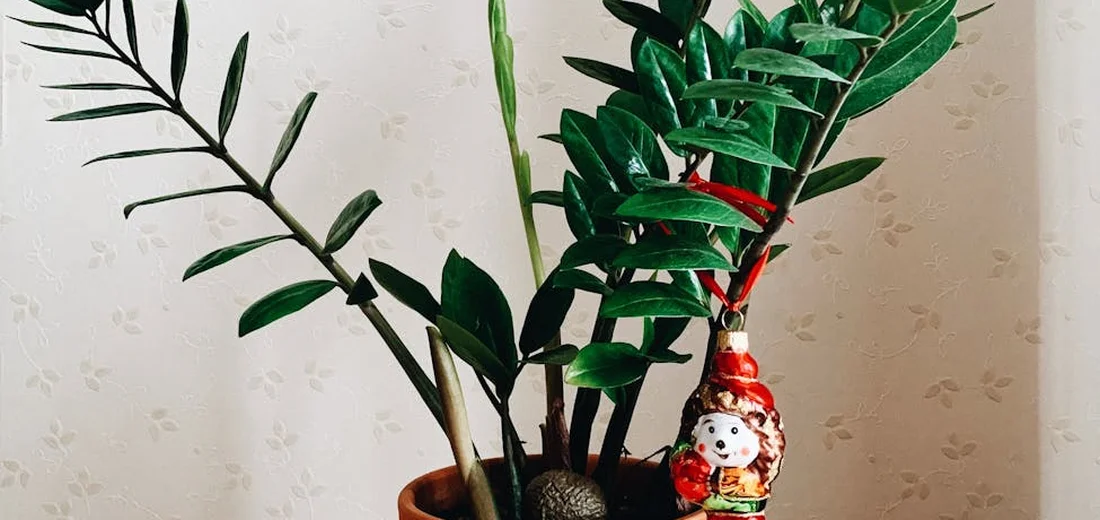 ZZ plant (Zamioculcas zamiifolia) with dark, glossy leaves in a terracotta pot, featuring a small decorative gnome and a light patterned wall in the background