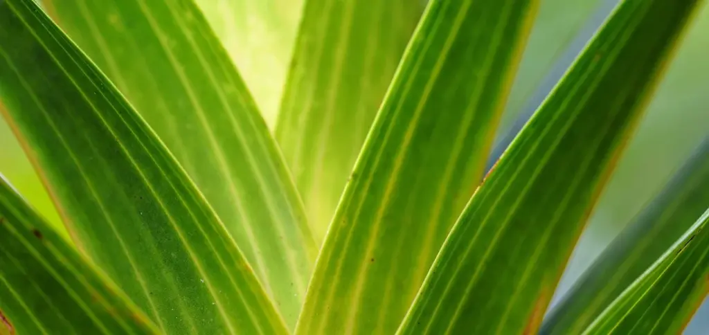 Raven ZZ Plant vs. Classic ZZ Plant: A Simple Comparison