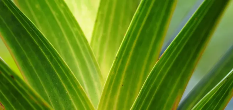 Close-up of classic green ZZ plant leaves with glossy surfaces and light veins, illustrating the vibrant foliage of theClassic ZZ variety.