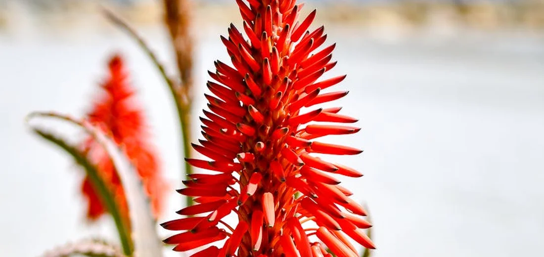 Bright red succulent flower spike in bloom with a softly blurred background.
