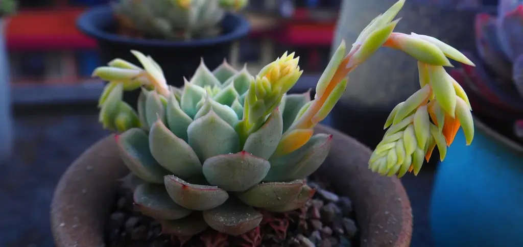 Regional Seasonal Care Calendar for Succulents (Zone-Specific)