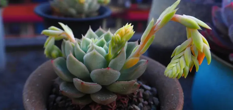 Rosette succulent in a small terracotta pot with a long flowering stalk extending to the right.