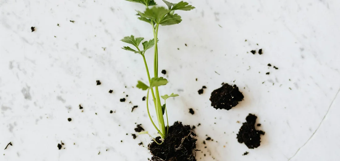 Young seedling with a compact root ball on a white surface, with loose soil pieces nearby, illustrating a root-bound plant before rescue.