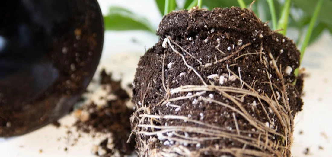 Close-up of a plant root ball with white roots and dark potting soil.