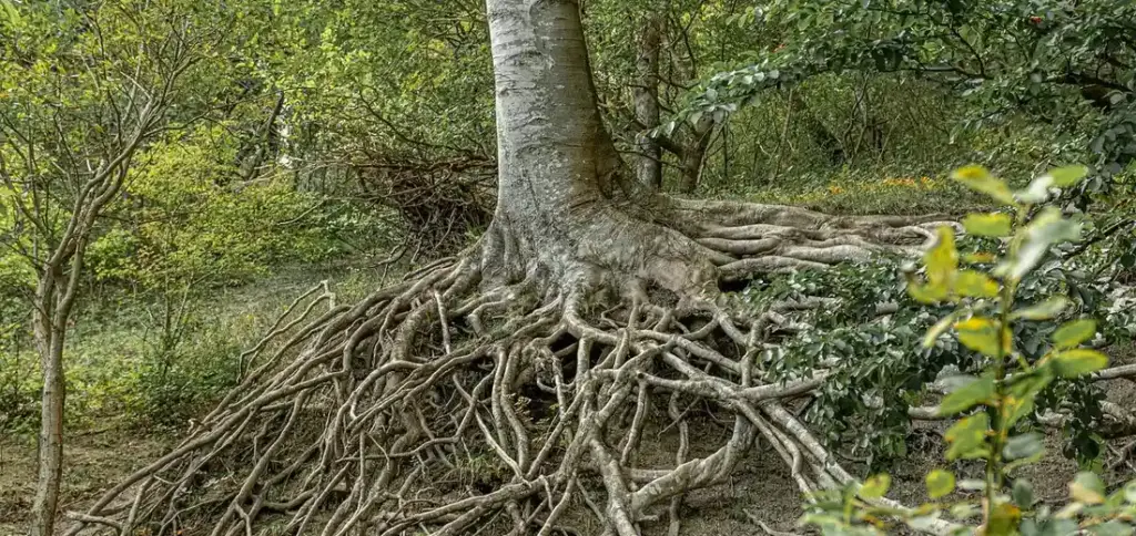 Root Bound Plants: How to Spot and Save Them