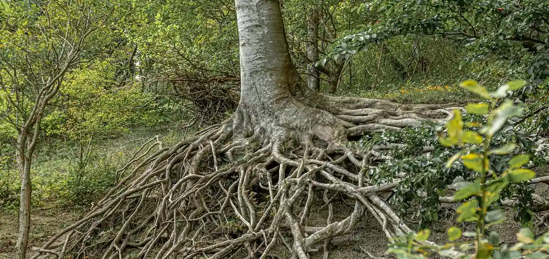 Root Bound Plants: How to Spot and Save Them - Hardy House Plants