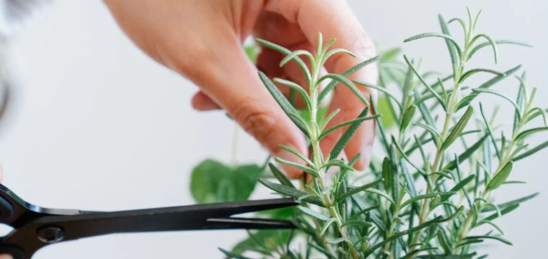 Close-up of hands pruning a rosemary plant with scissors to shape it for a fuller bloom display