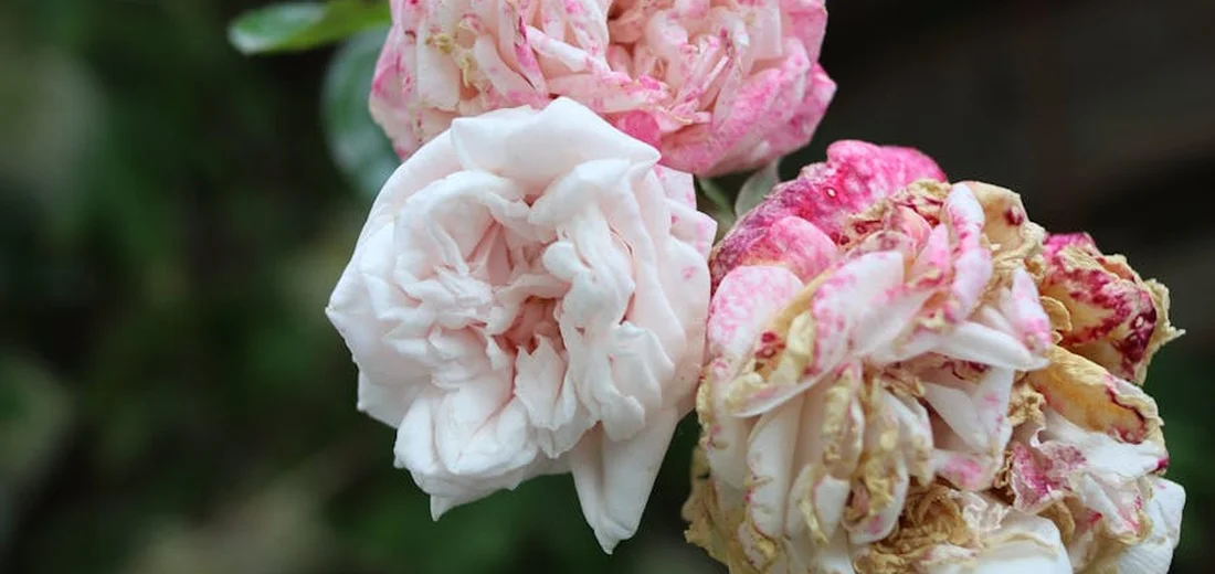 Close-up of pink and white roses with browning petals, illustrating humidity-related stress in plants