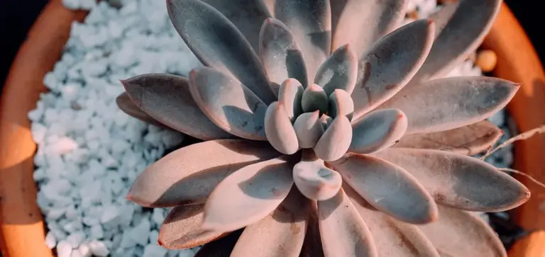 Close-up of a rosette succulent in a terracotta pot with blue decorative stones