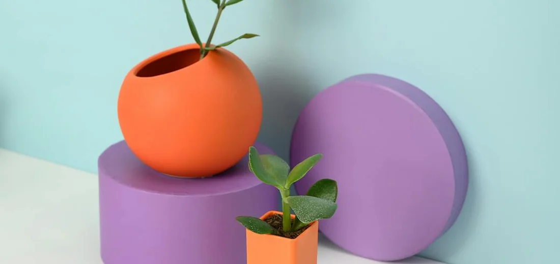 Two small succulents in orange pots resting on purple circular pedestals against a light blue wall.