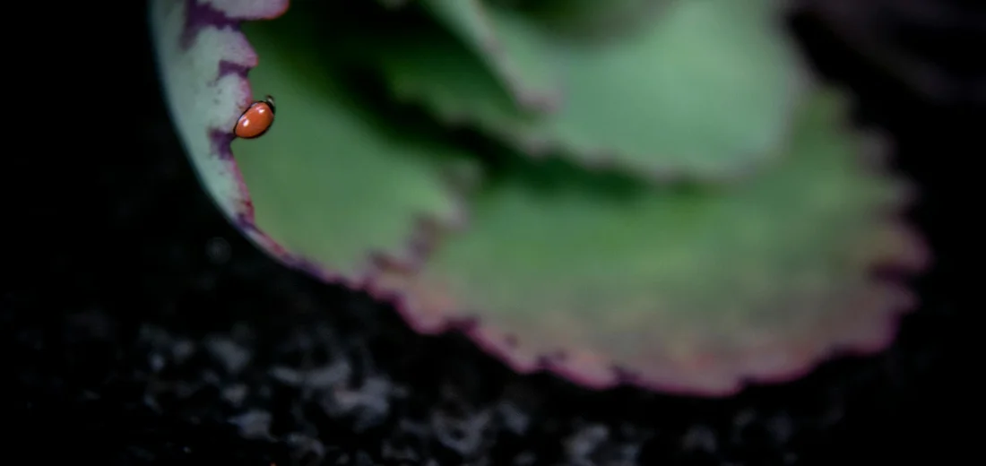 Close-up of a succulent leaf with a tiny orange scale insect on the edge