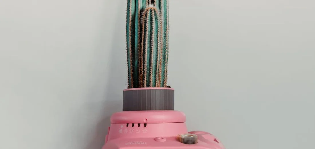 Tall cactus growing from a pink device against a pale wall