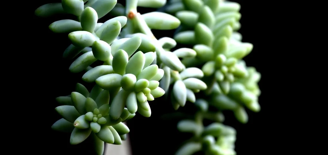 Close-up of Sedum morganianum (donkey tail) succulent with trailing blue-green leaves against a dark background.