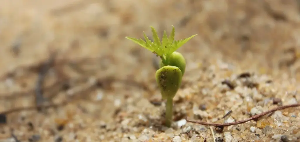 The Complete Guide to Fertilizing Common Houseplants