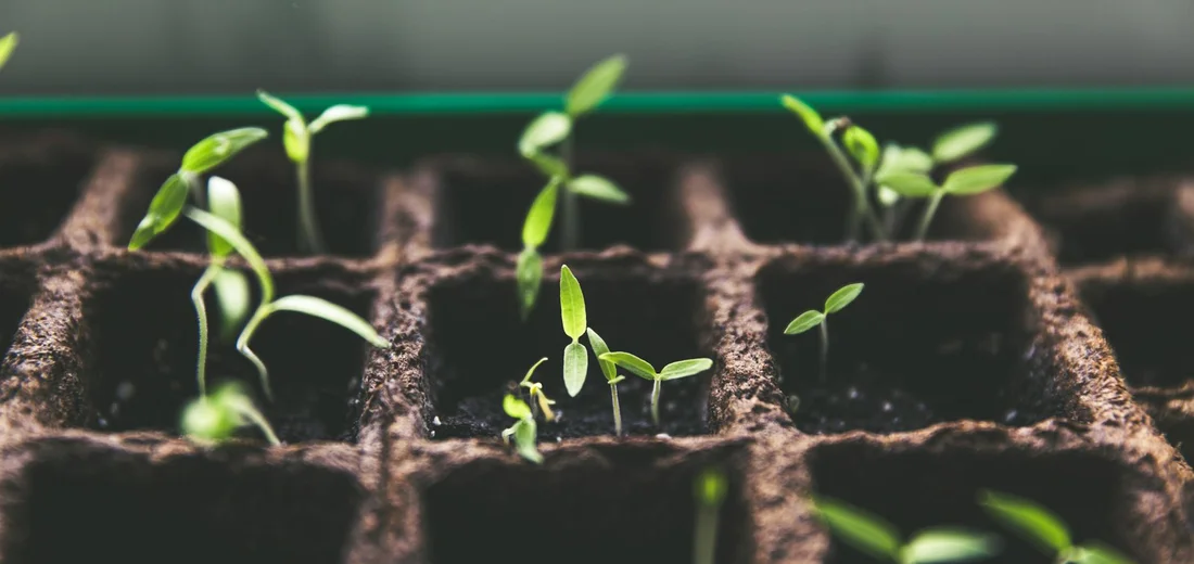 Young seedling sprouts emerging from a dark seed tray filled with soil