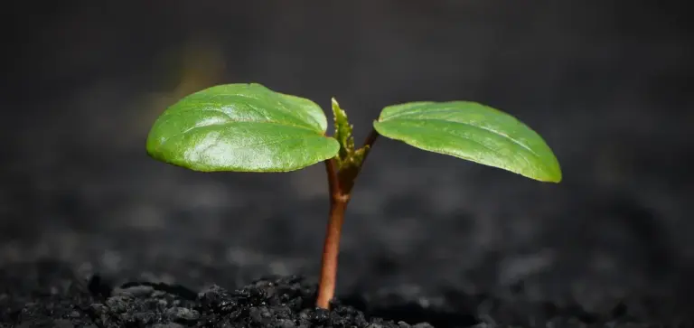 A small ZZ plant seedling with two glossy green leaves emerging from dark soil.