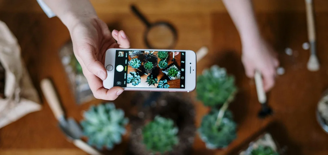 Hands holding a smartphone over a wooden table with several small succulents photographed from above