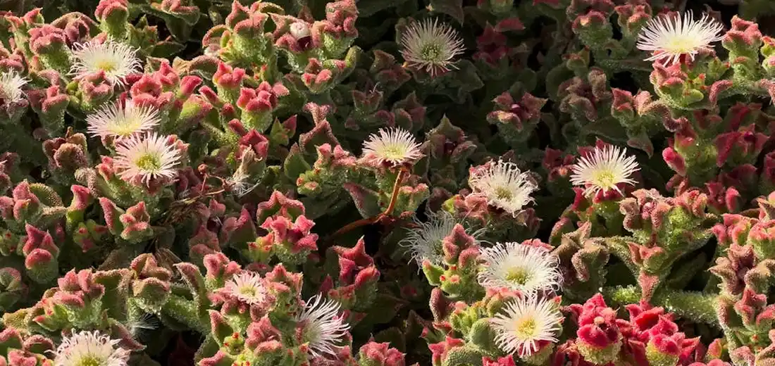 Close-up of a dense patch of Sempervivum rosettes with green leaves edged in pink, and white star-shaped flowers on thin stems rising above the plants.