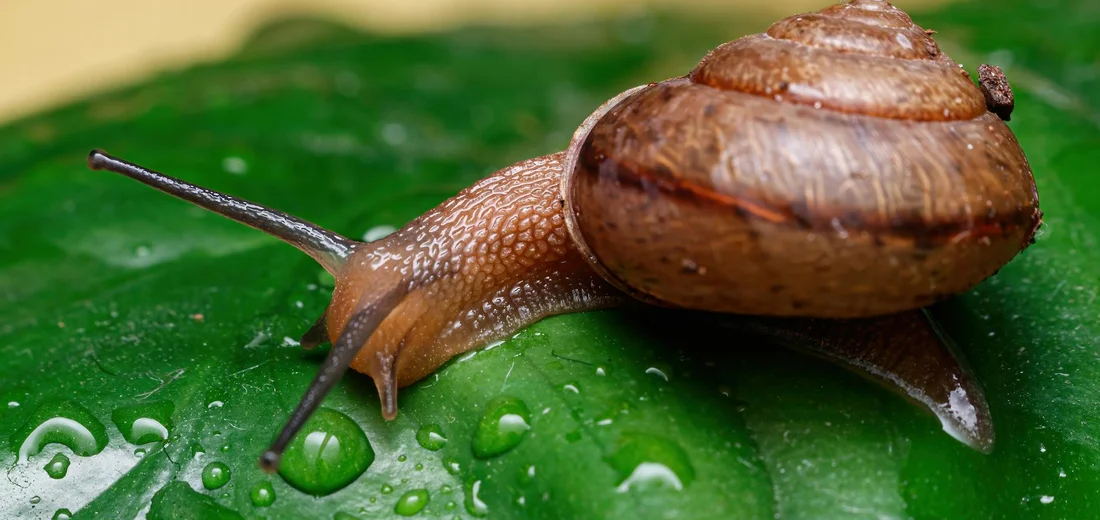 Close-up of a snail on a green leaf with droplets