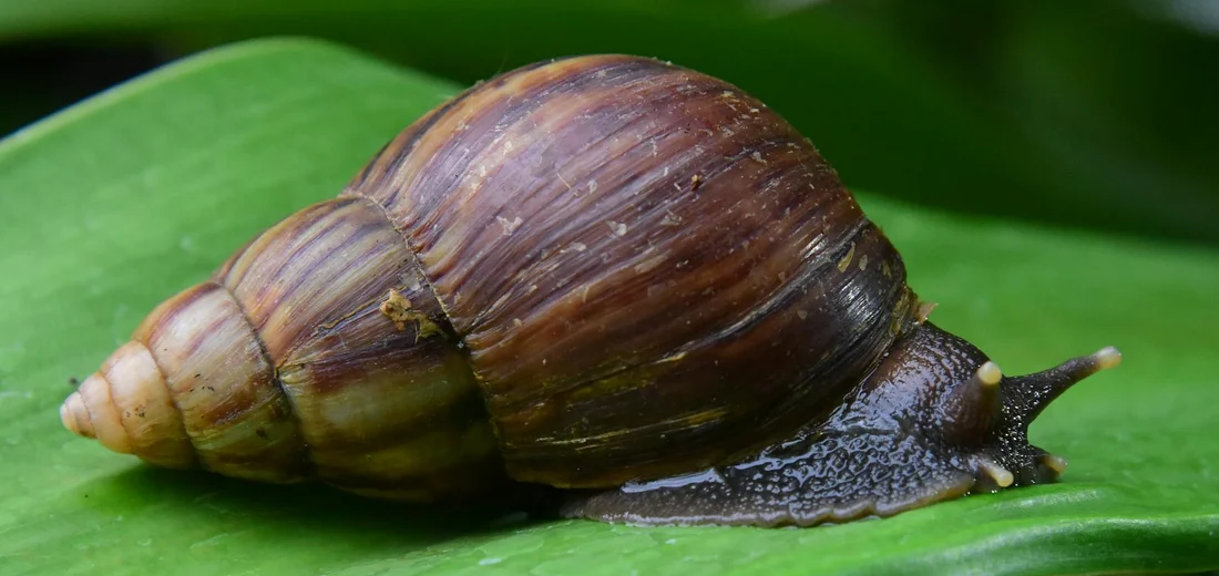 Close-up of a brown snail on a green succulent leaf.