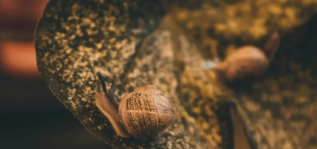 Close-up of a garden snail on a dusty green succulent leaf