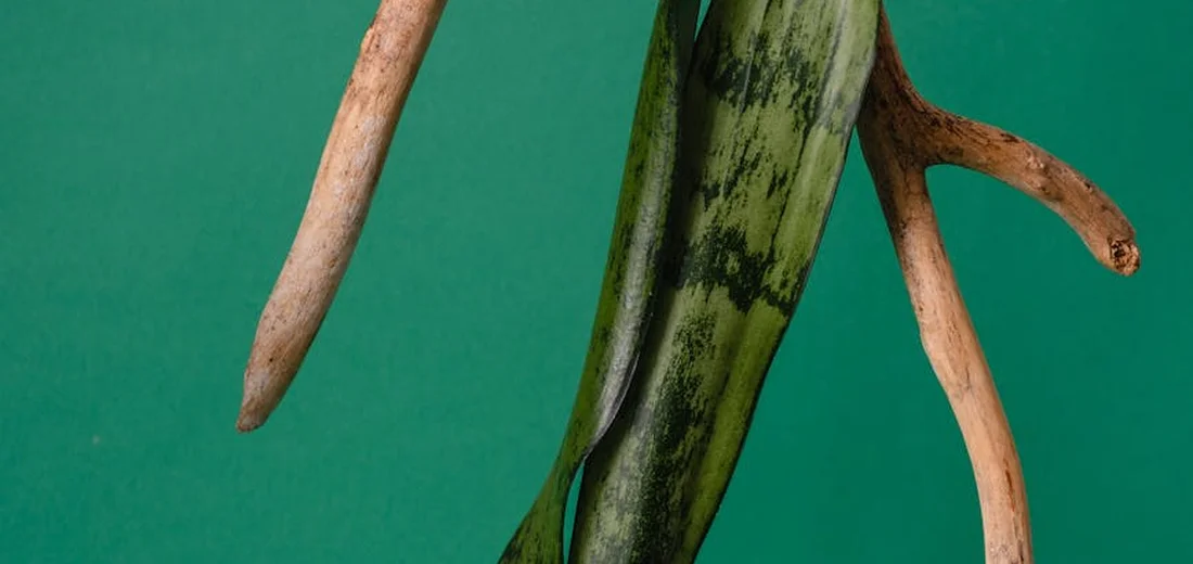 Close-up of a snake plant leaf against a green background