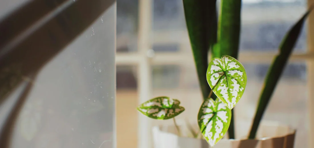 Variegated snake plant leaves in a pot by a window, showcasing green and white patterns.