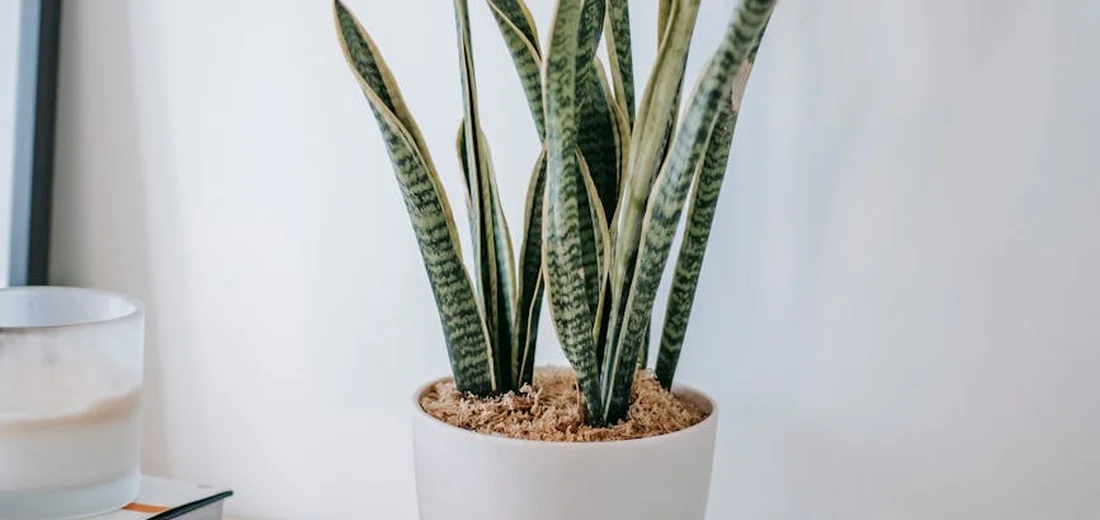 Snake plant (Sansevieria trifasciata) with tall, upright variegated leaves in a white ceramic pot on a light surface near a window.