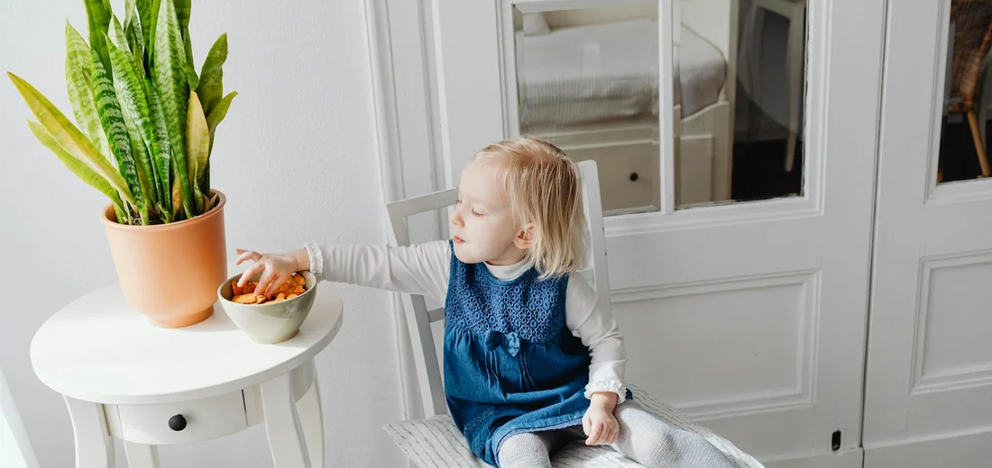 A young girl sits on a chair beside a white round table with a potted snake plant. The plant has tall green leaves with yellow margins, set in a bright, cozy room.