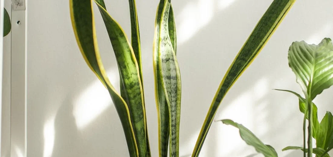Tall snake plant with variegated green leaves standing upright against a light wall