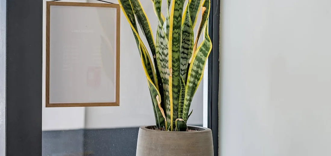 Snake plant (variegated Sansevieria) with tall, upright green and yellow-edged leaves in a beige ceramic pot on a bright windowsill.