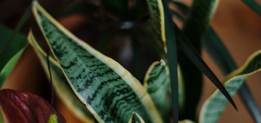 Close-up of a variegated snake plant leaf with dark green banding and a yellow margin