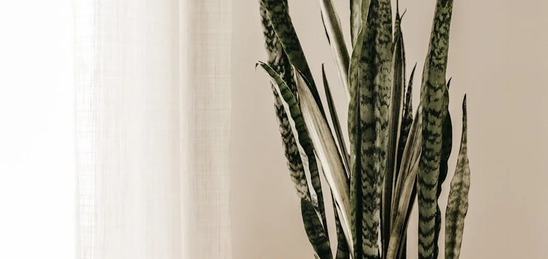 Snake plant with tall variegated leaves indoors near a light curtain, illustrating common care challenges.