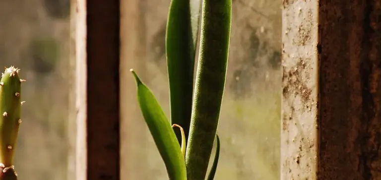 Close-up of a snake plant with tall, upright green leaves near a rustic window.