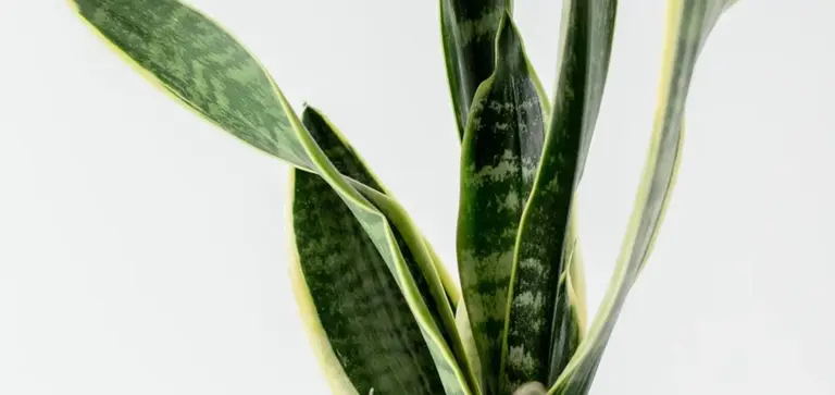 Close-up of a variegated snake plant (Sansevieria) with dark green leaves and light yellow margins