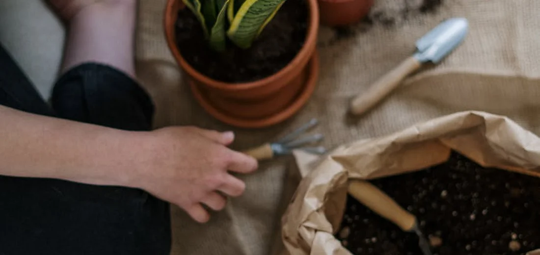 Top-down view of a person inspecting a potted snake plant with gardening tools and soil nearby.