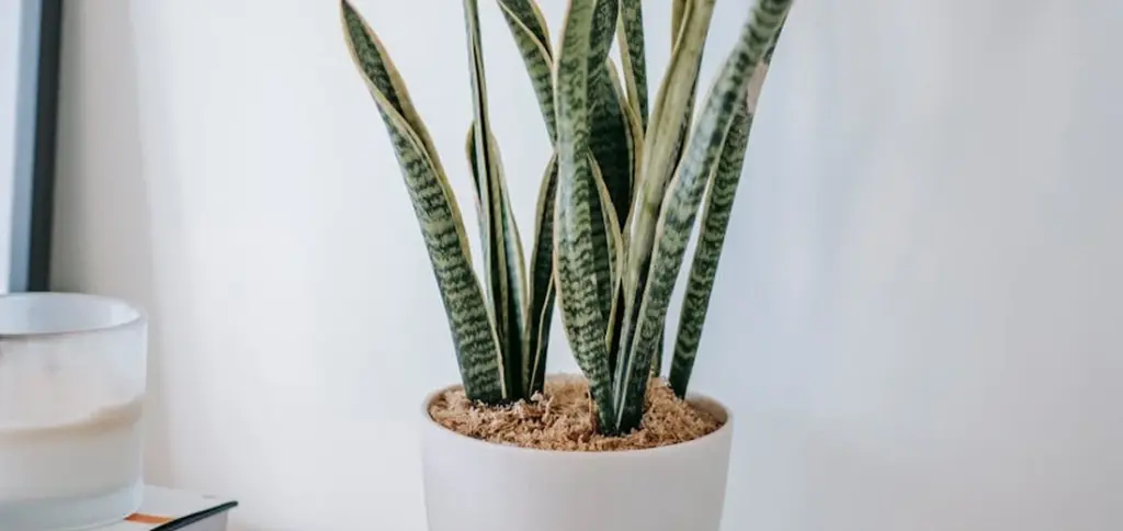 Is Your Snake Plant Dying? Here’s How to Save It