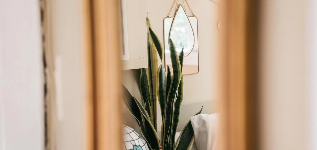 Snake plant with tall, upright green leaves in a cozy indoor setting near a window