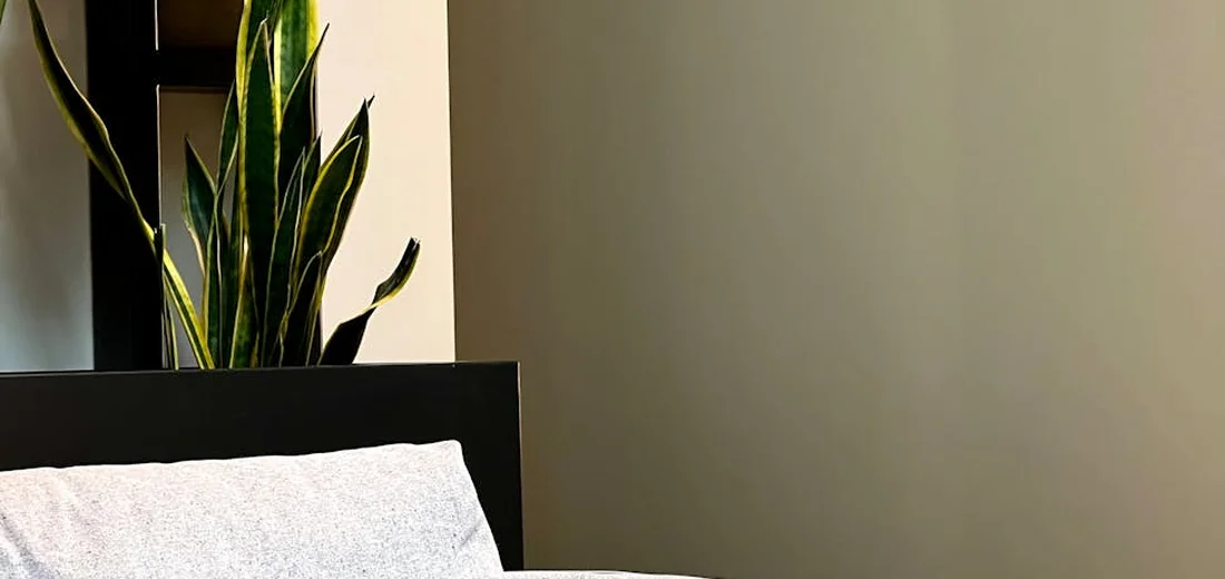 Indoor snake plant (Sansevieria) with tall green leaves placed beside a couch against a beige wall.