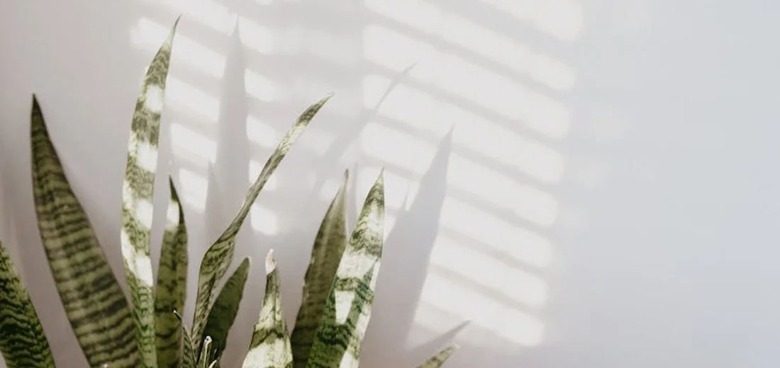 Close-up of a variegated snake plant (Sansevieria) with upright green and yellow-edged leaves, illuminated by soft window light and shadows