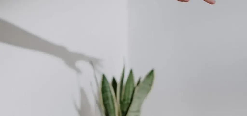 Are Snake Plants Good Indoor Houseplants?