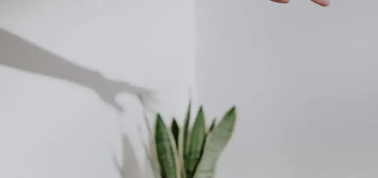 Snake plant with tall, upright green leaves in a bright, minimal interior; a shadow on the wall resembles a reaching hand.