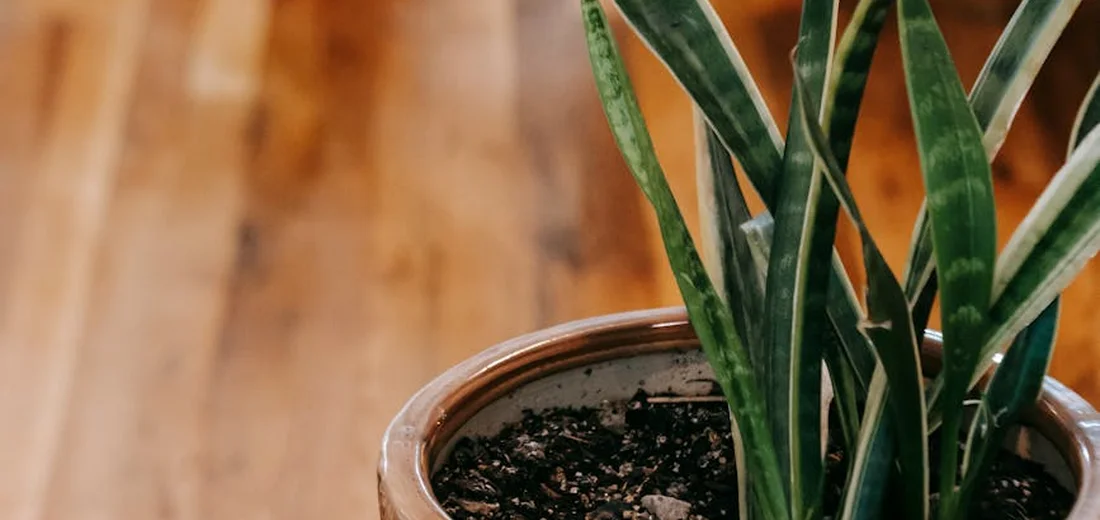 Snake plant (Sansevieria) with upright leaves in a terracotta pot on a wooden floor