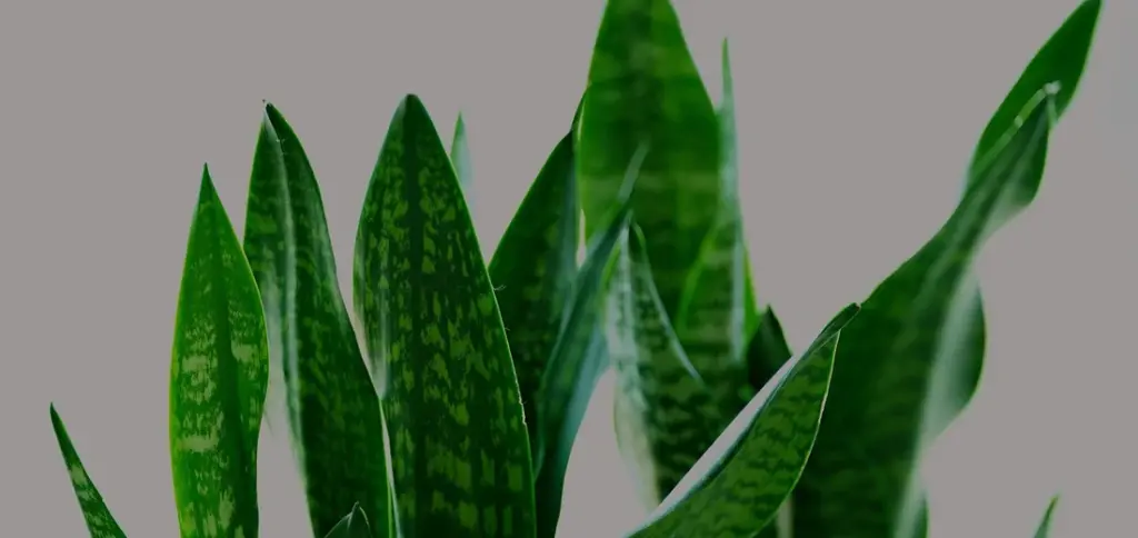 Why Do Snake Plant Leaves Turn Brown? (And How to Fix It)