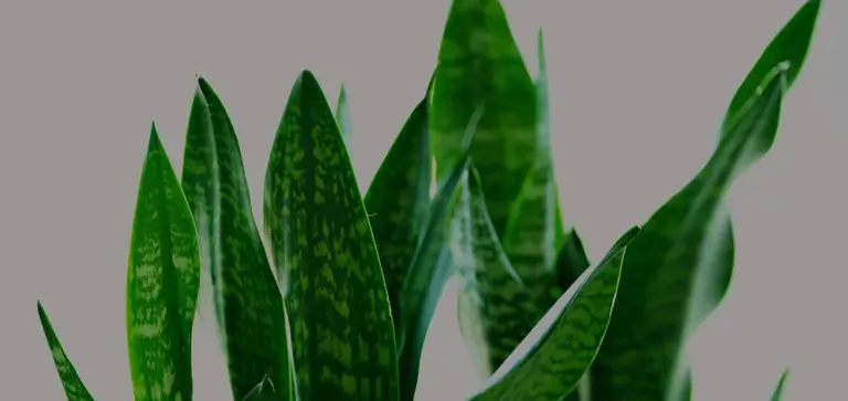 Close-up of snake plant leaves with green variegation against a light gray background